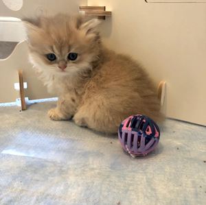 Reserved: Polly, ay12 Golden Blue Chinchilla female DOB: 09.03.20